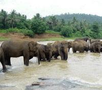 Elephant Orphanage